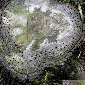 Tree Stump Holes