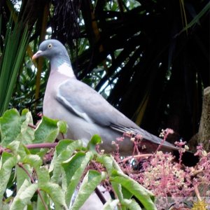 Wood Pigeon