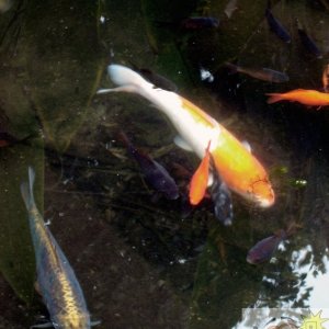 Pond Fish 1