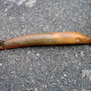 Slug 1
