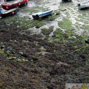 Low Tide Penzance Harbour 3