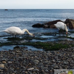Larrigan Swans