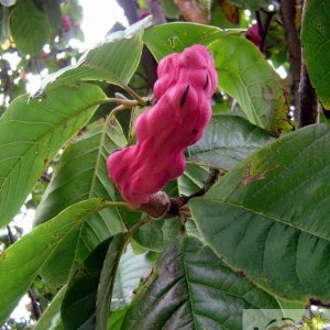 Unusual Seed Pod