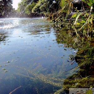 Fountain Pond