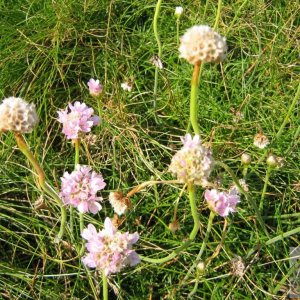 Penwith wild flowers.