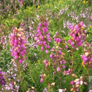 Penwith wild flowers 3