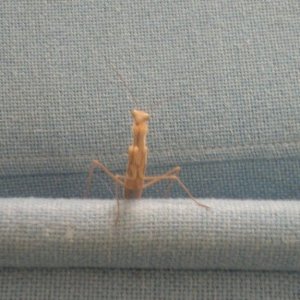 A mantis came a-visiting our office.