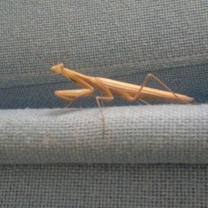 A mantis came a-visiting our office.