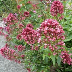 Summery selection: red valerian