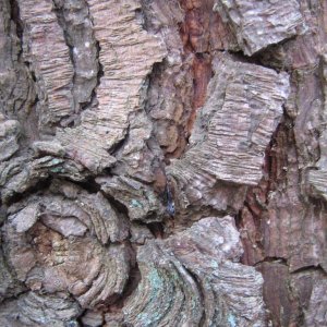 BARK.