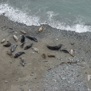 seals at rest