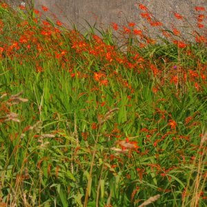 Montbretia and wall