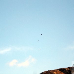 Choughs over Cot