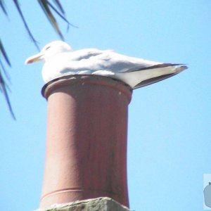 Ship Inn Seagull