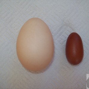 Eggstraordinary