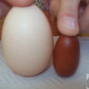 Eggstraordinary