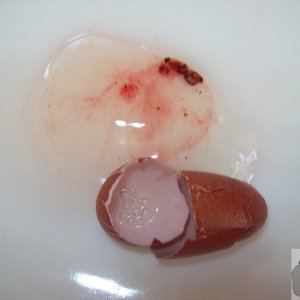 Eggstraordinary