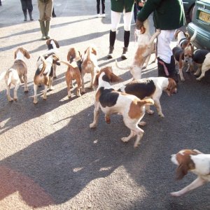 The Lambo Beagles