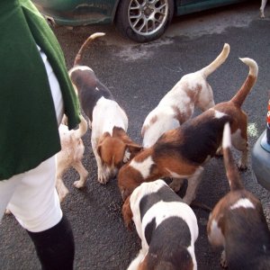 The Lambo Beagles