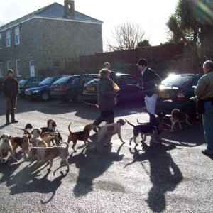 The Lambo Beagles