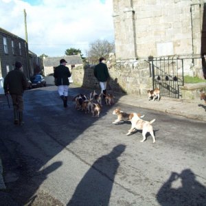 The Lambo Beagles