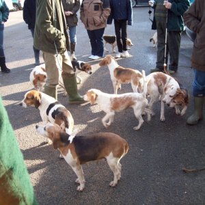 The Lambo Beagles