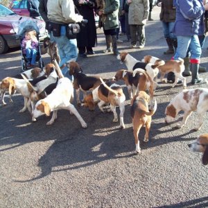 The Lambo Beagles