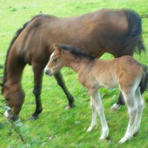 Mother and Foal