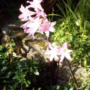 A Late Summer Show in Penlee Park