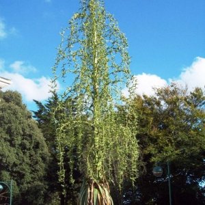 A Late Summer Show in Penlee Park