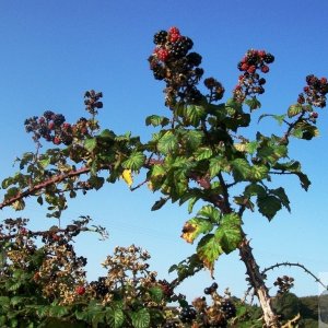 Thorny Fruits