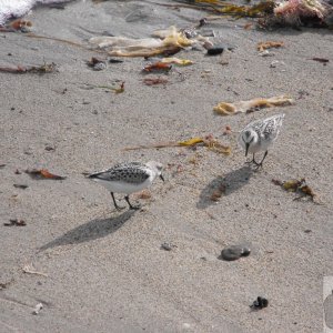 calidris_alba