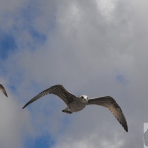 immature_gulls_in_flight