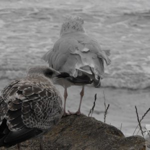 larus_argentatus