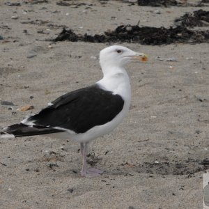 larus_marinus1