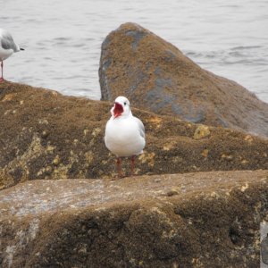 larus_ridibundus