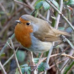 Friendly Robin - 10th March, 2012