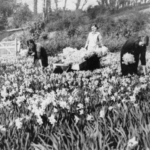 trannack farm treneere