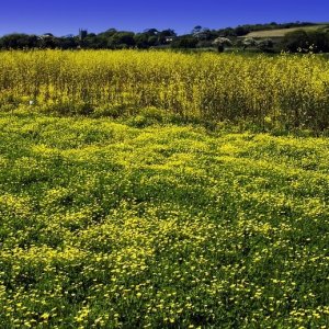 Greenery and Buttercups at Drift