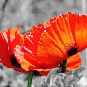 Poppies