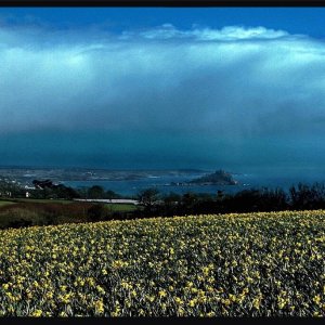 DAFFS AT EASTER