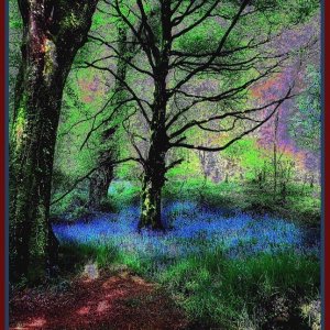 BLUEBELLS