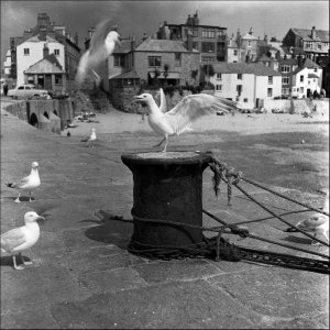 Seagulls and Bollard