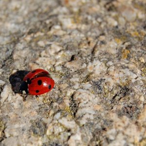 LadyBird