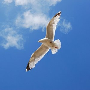 Soaring Seagull