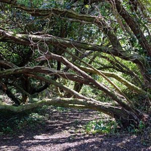 Wind swept tree St Erth River