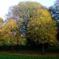 Penlee Park in Autumn - 4th November, 2010