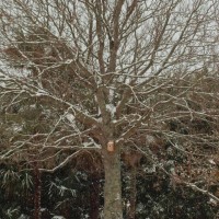 in the snow