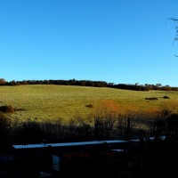 Wintergreen