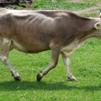 Swiss Cow